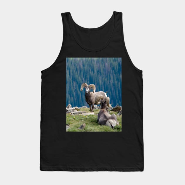 Long horn sheep on a mountain ledge Tank Top by iyd39